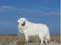 File: adopt-local-2.jpg