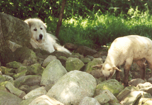 Uploaded File: livestock-1.jpg