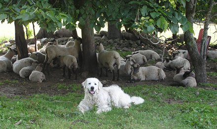 Uploaded File: livestock-2.jpg